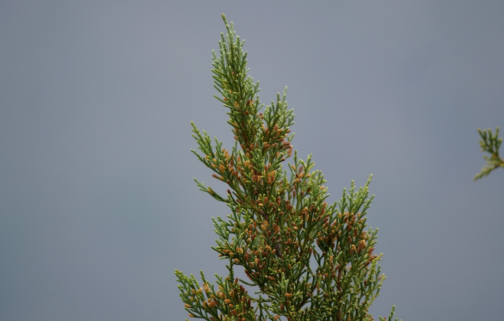 Juniperus barbadensis var. barbadensis — the Barbados Cedar, foliage and male cones