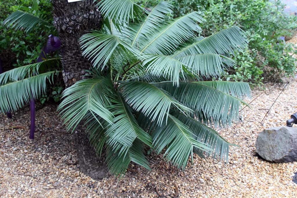 Microcycas calocoma — Palma corcho, cork palm cycad