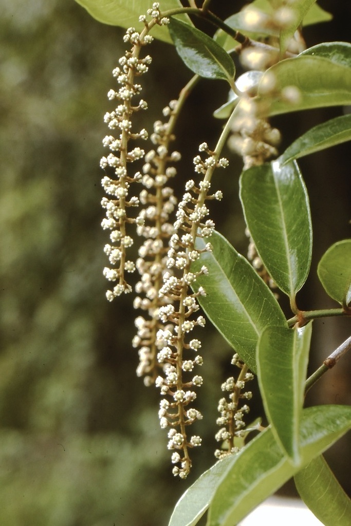 Spachea perforata — the Soufriere Tree, flowering branch