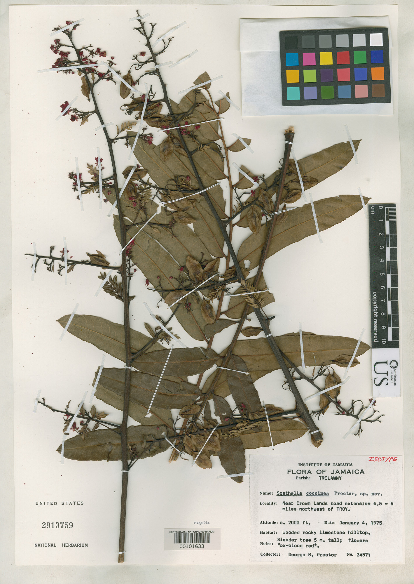 Spathelia coccinea — herbarium specimen (isotype)