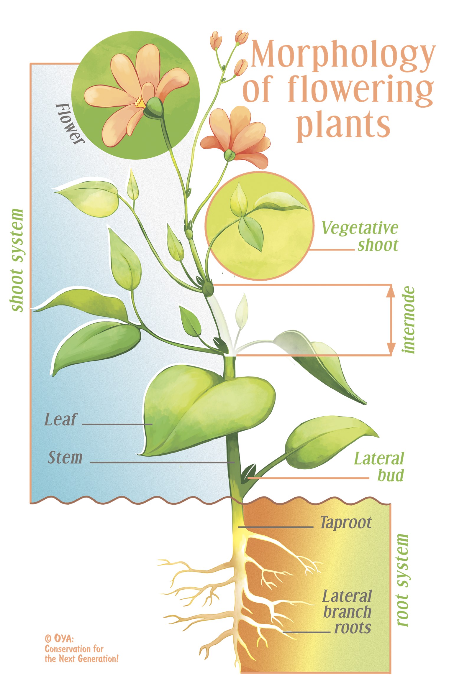 Plant-inspired illustration of a complete flowering plant showing the shoot system above ground and root system below, with labelled structures including flower, vegetative shoot, internode, leaf, stem, lateral bud, taproot and lateral branch roots