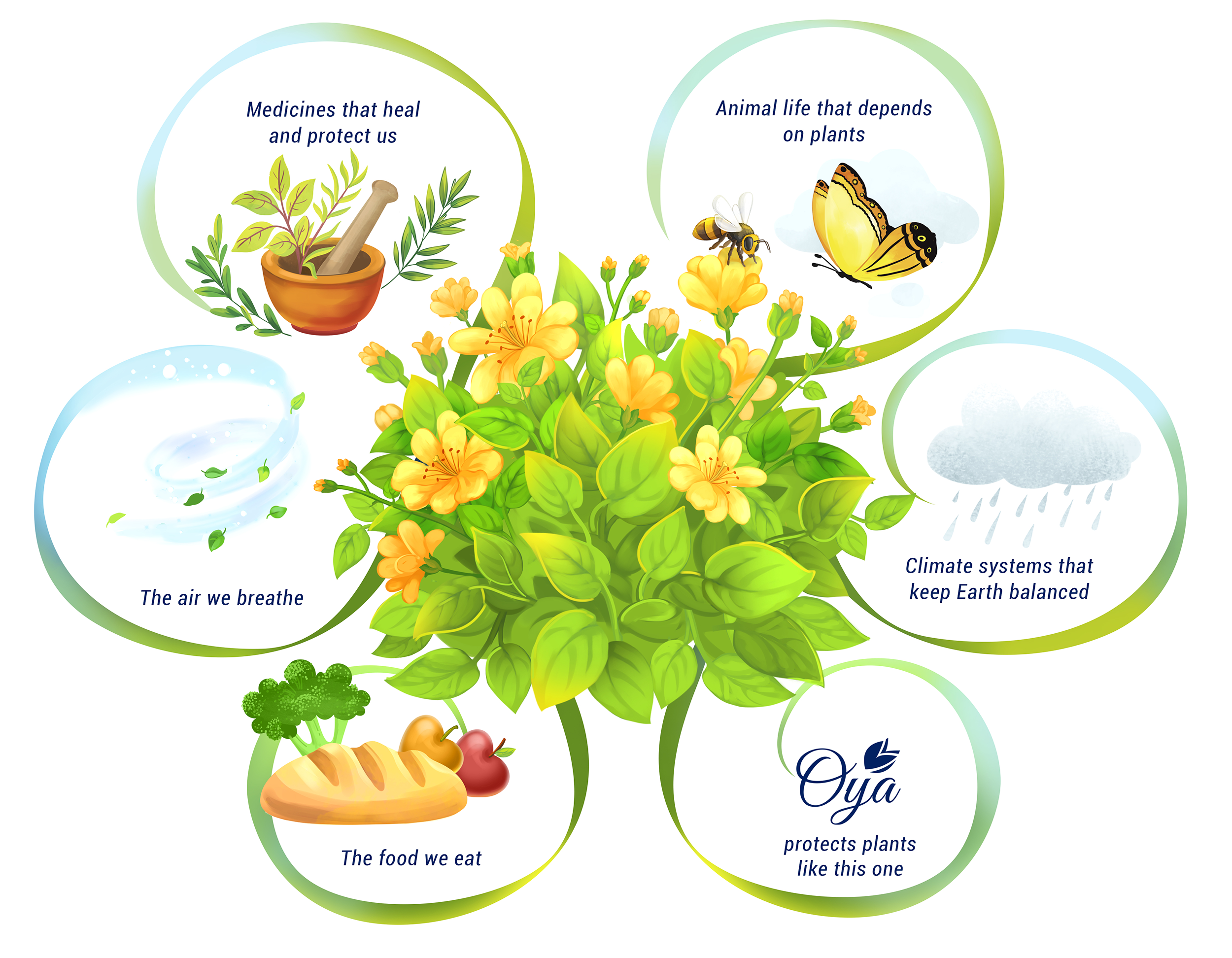 Plant-inspired illustration showing how plants support life on Earth — providing oxygen, food and habitats, holding soil and water, supporting pollinators, and storing carbon