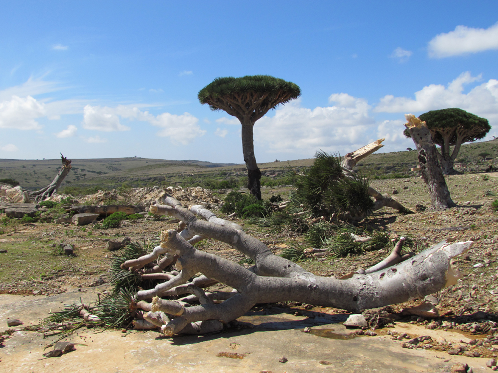 A massive Dragon Blood Tree lies uprooted in the foreground, its splayed trunk and exposed branches spread across the rocky Socotran hillside. In the centre background, a single intact tree stands with its iconic umbrella canopy against a calm blue sky. To the right, another snapped specimen. Photographed by IUCN in the months after Cyclones Chapala and Megh.