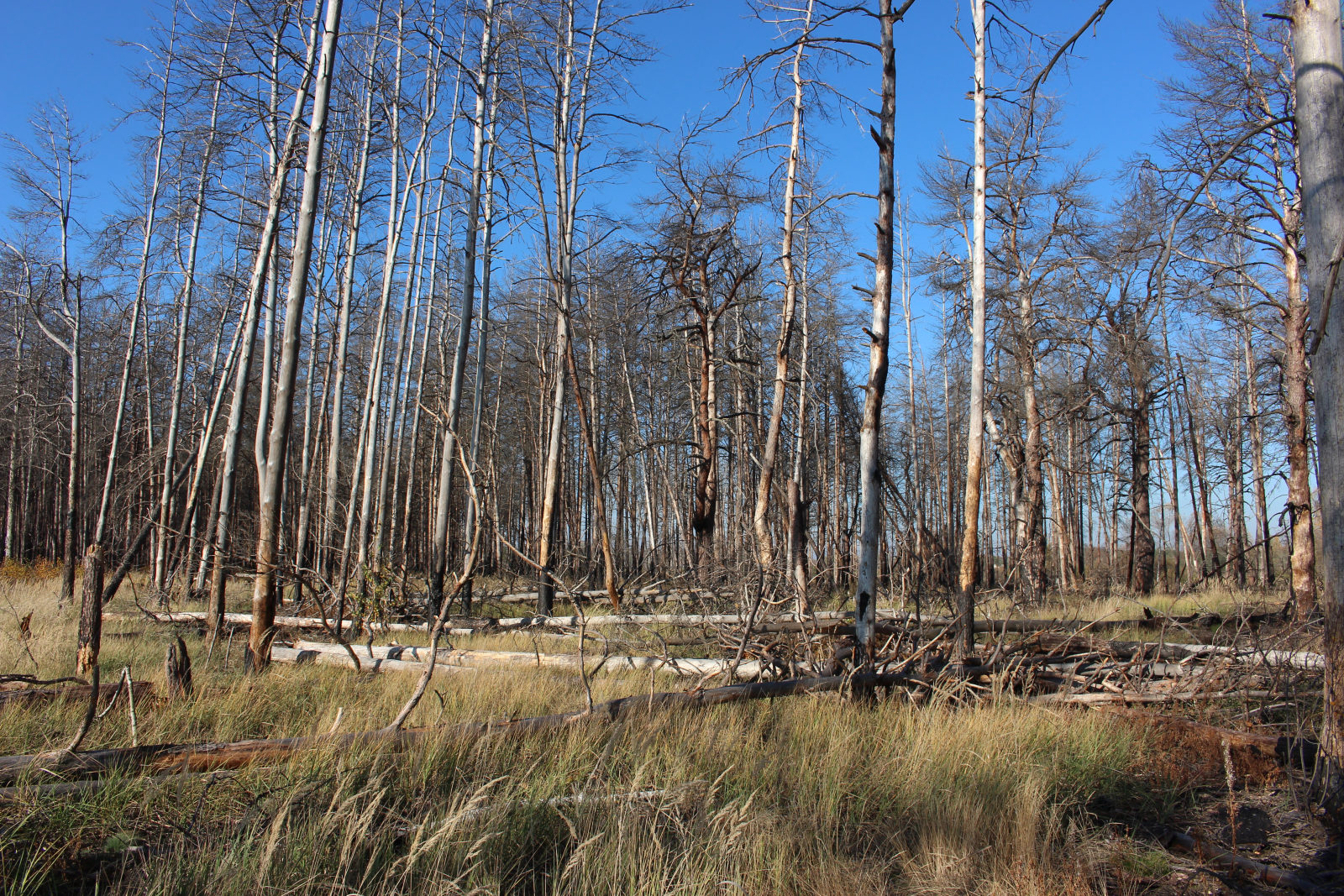 A view inside the Red Forest in the Chernobyl Exclusion Zone, Ukraine — a patch of Pinus sylvestris regrowth where the original pines died in 1986 from acute radiation exposure.