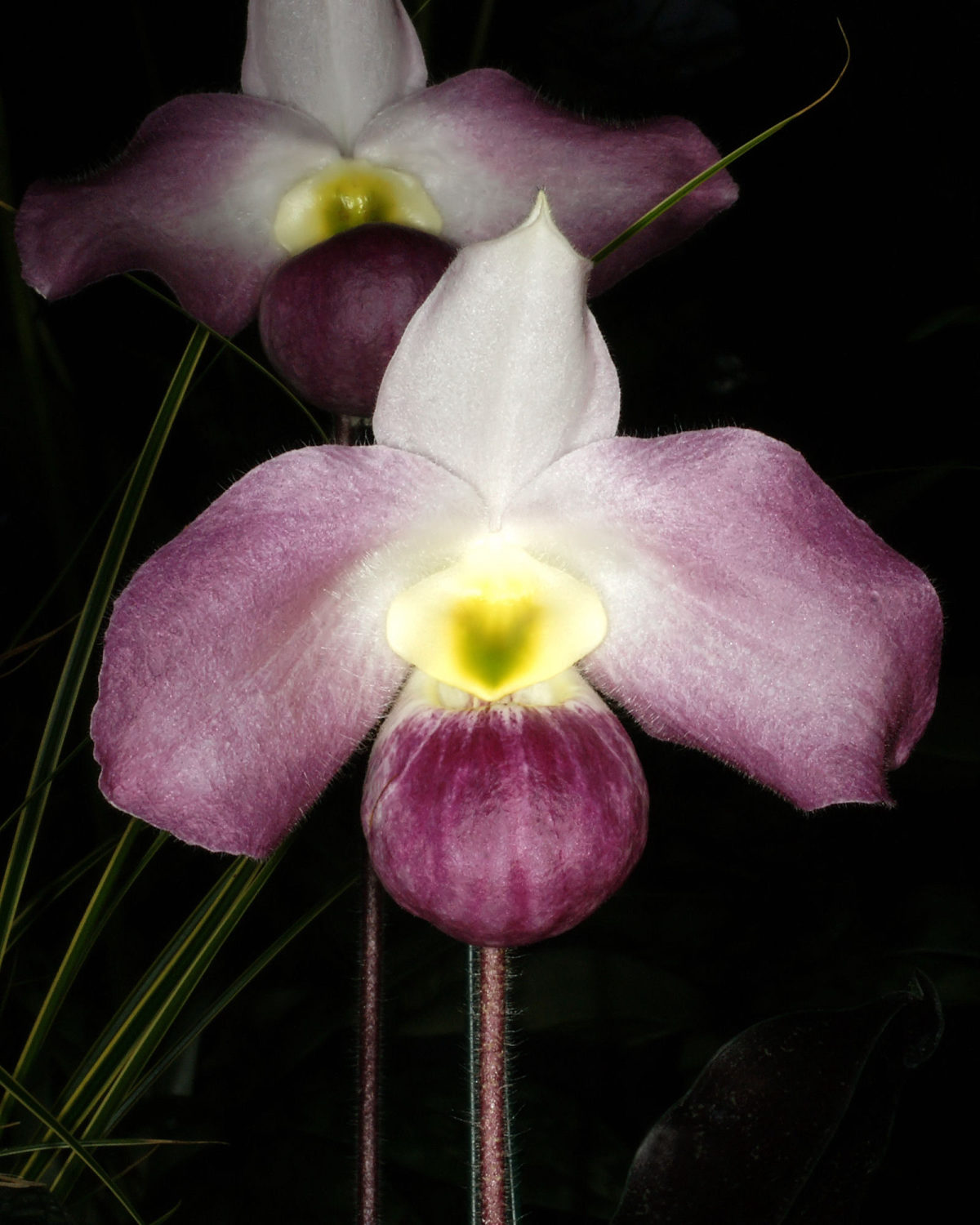 A flowering Paphiopedilum vietnamense — the Vietnamese Slipper Orchid — showing the distinctive slipper-shaped pouch in pale yellow streaked with maroon, typical of this critically endangered limestone-karst orchid.