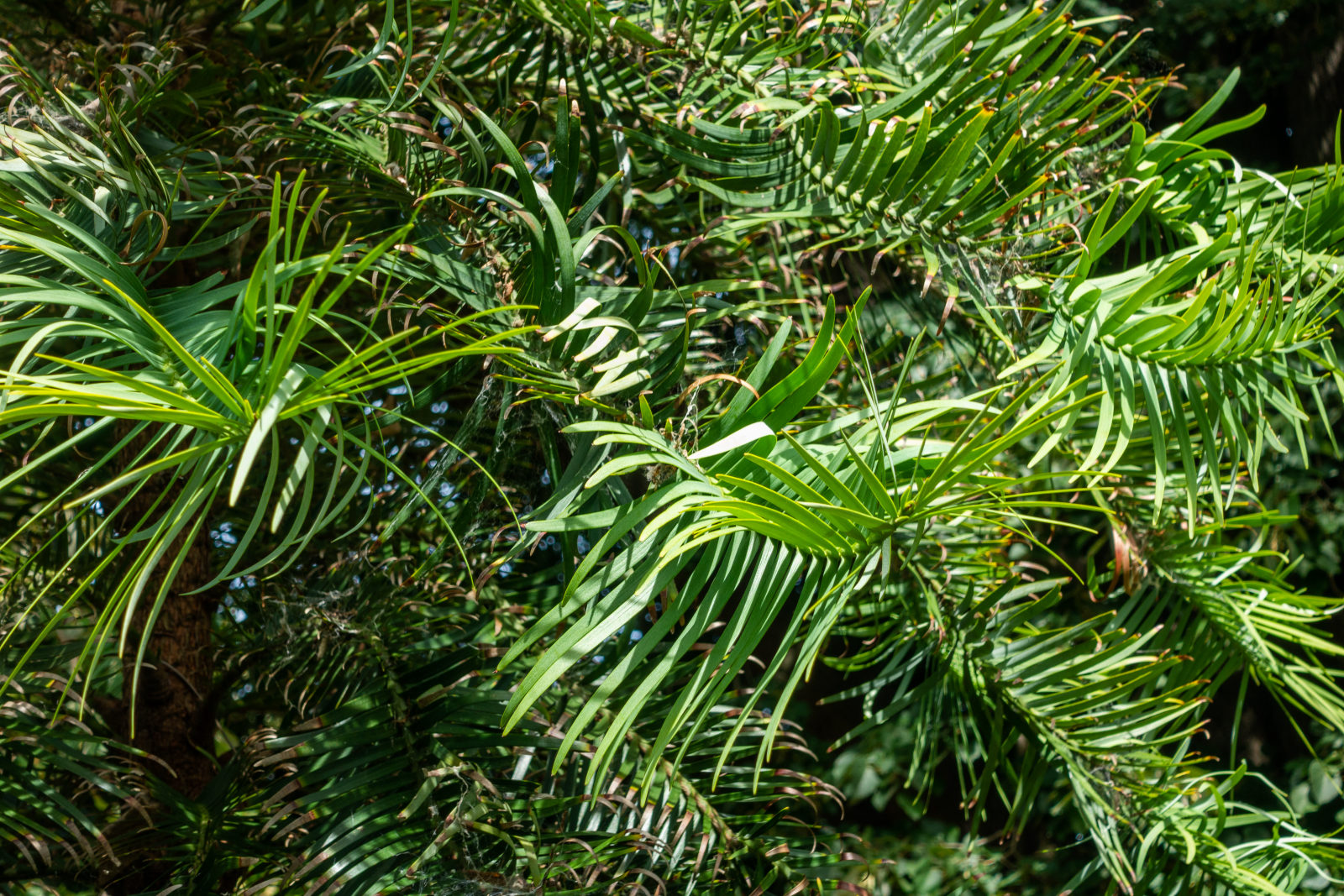 A mature Wollemia nobilis — the Wollemi Pine — growing in Christchurch Botanic Gardens, New Zealand. The tree has a slender trunk with distinctive 'bubbly' bark and dense, dark-green, fern-like foliage.